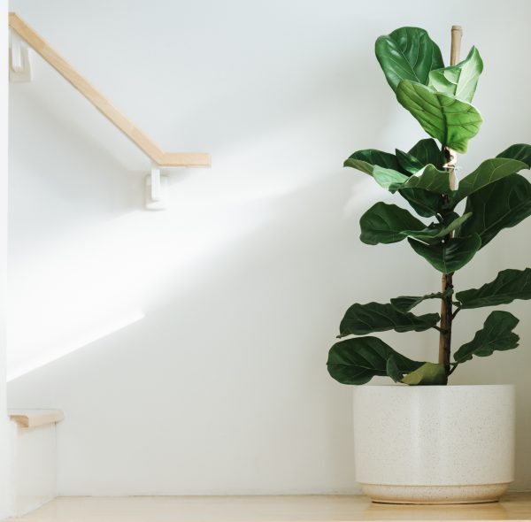 5 plantas de interior que promueven tu bienestar