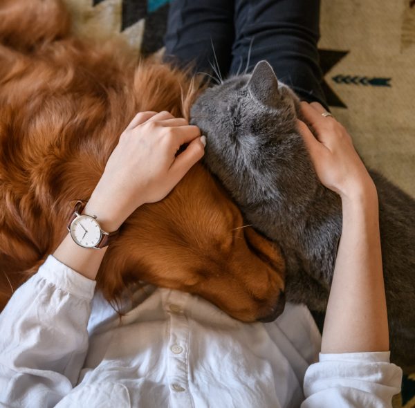¿Cómo las mascotas mejoran nuestra salud?